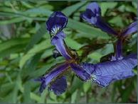 Iris virginica 분류에사용할꽃의특징 특징기준판별
