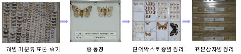 < 제 2 세부과제 : 소장곤충표본자원의분류및 DB 구축 > 제 1 절연구내용 1. 소장표본중나비목과노린재목의표본정리및분류동정 2. 종별및표본별정보DB구축 3. 종별대표이미지촬영및정보관리 제 2 절연구방법 1.