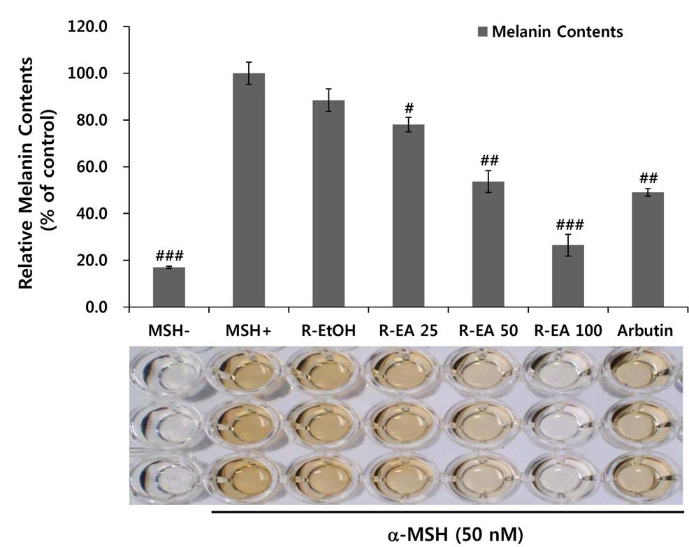 MSH-, negative control without α-msh; MSH+, positive control with 50 nm of α-msh; R-EtOH, 100 μg/ml of 80% ethanol extracts from lily bulbs with 50 nm of α-msh; R-EA 25, 25 μg/ml of ethyl acetate
