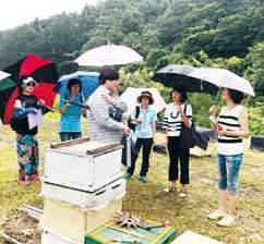 특히항생제와농약에서벌을지키기위한노력이인상깊었습니다. 항생제를쓰지않는대신벌의면역력을높이고질병을예방하기위해목초액, 프로폴리스, 홍삼액등을직접만들어사용하고계셨습니다. 또채밀을할때는주변에농가나과수원, 축사가없는곳을물색하여최대한오염원을차단하려노력한다고합니다.