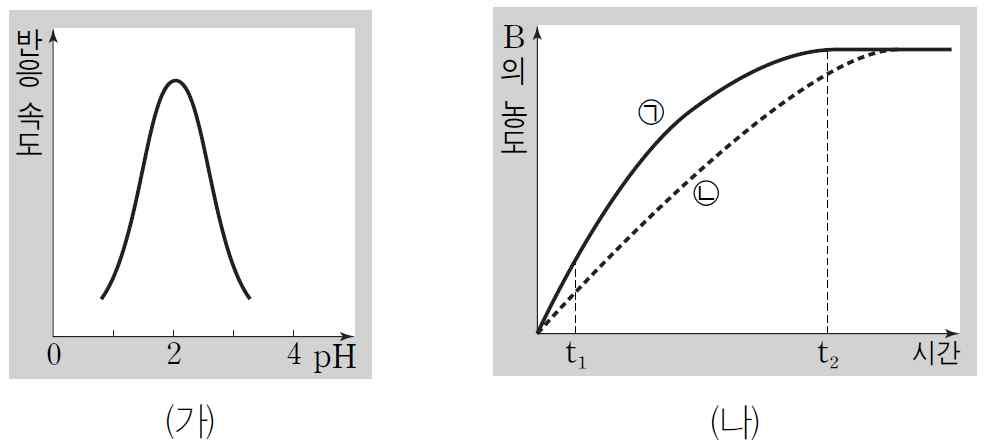 - 문항코드 : 3-043-064 5. 그림 ( 가 ) 는물질 A를물질 B로분해시키는효소 X의 ph에따른반응속도를, ( 나 ) 는 ph 조건만다르게한후효소 X 가일정량의물질 A를분해하였을때시간에따라축적된물질 B의농도를나타낸것이다.