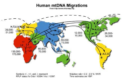 [ 그림 2] 미토콘드리아 DNA 에따른인류의이동과분포 (www.mitomap.