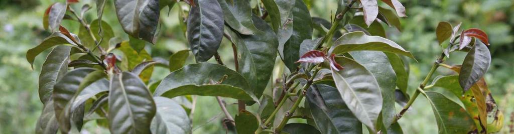커피의형태는장방형의둥근모양이며품질은우수하나수확량이많지않다.