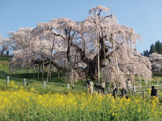 삿포로, 하카타와 어깨를 나란히 하는 일본 삼대 라멘 보물 산 중 하나로 불리고