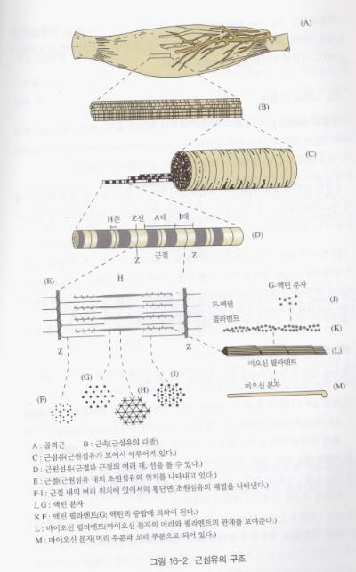 10.3. 식육의성상 2.