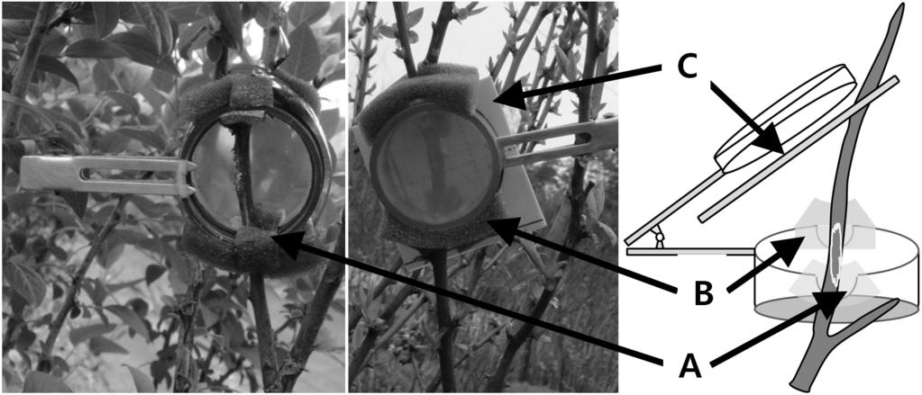 Fig. 1. Modified clip cage for investigating the emergence of Ricania sp. nymphs from overwintered egg mass on blueberry.