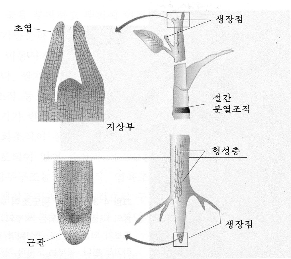 식물의조직