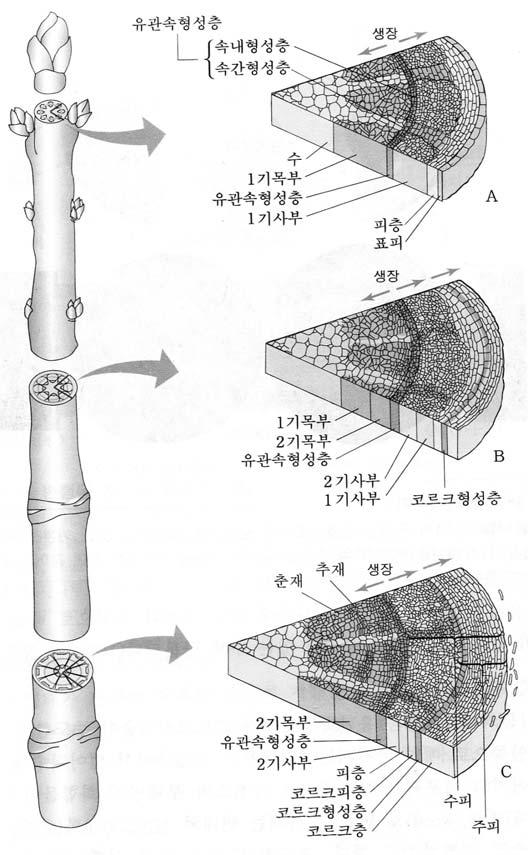 식물의기관