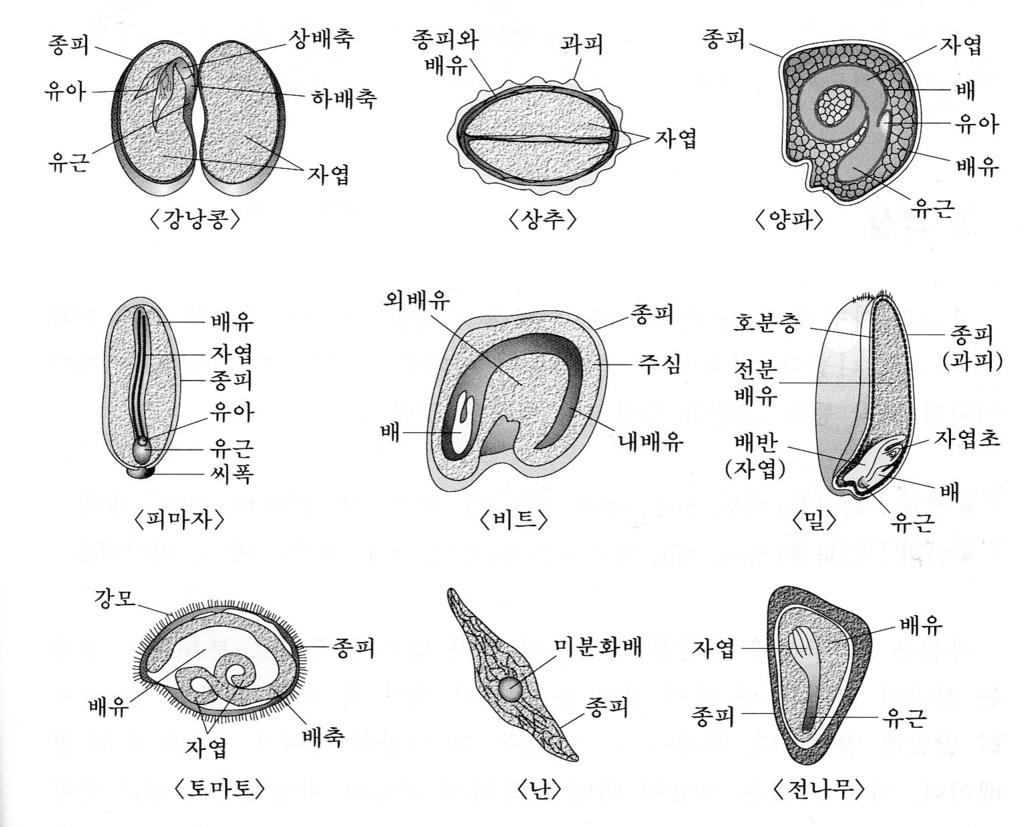 식물의기관