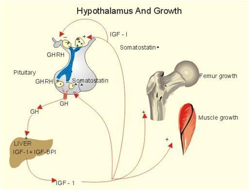 - 성장호르몬 (hgh, human growth hormone) 은뇌하수체전엽에서분비되는단백질호르몬임 - 뇌하수체에서분비된성장호르몬은간 (liver) 에서 IGF-1을분비시키고, 분비된 IGF-1과성장호르몬은체내여러조직의세포증식에작용하여인체의성장을유도함 성장호르몬의기 능 [ 성장호르몬의작용 ] 성장호르몬시장 현황 -