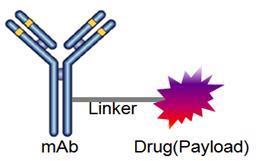 - ADC는항체 (mab) 와약물 (payload) 을 linker로접합시키는기술임 - 일반적으로항암약물은강력한세포독성 (cytotoxicity) 을나타내어암세포가아닌정상세포에도작용을하는반면,