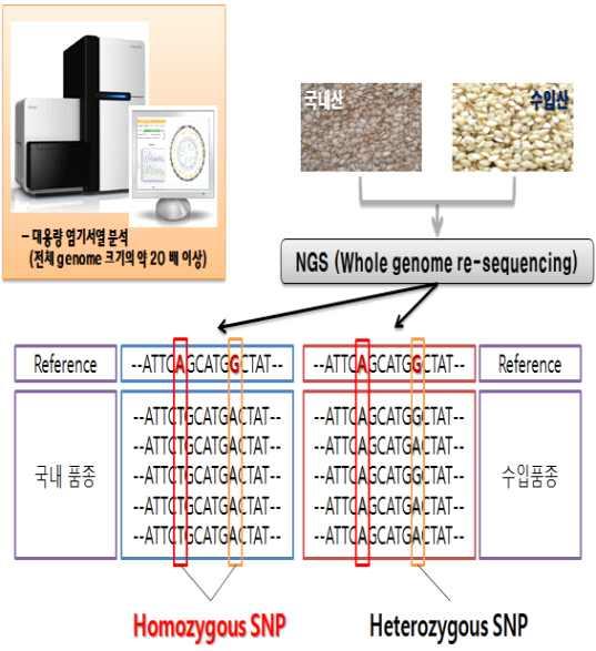 2015 농산물품질관리연보 A) B) [Figure 1] 차세대염기서열분석 (NGS) 을이용한원산지판별용유전자마커개발과정. A) 후보유전자변이선발과정 B) 염기서열분석결과를이용한유전자변이선발과정.