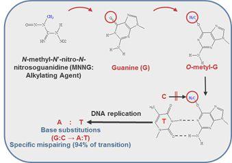 N-methyl-N'-nitro-N -nitrosoguanidine (MNNG) 를이용하여 C. tyrobutyricum ATCC 25755 를연속적으로무작위돌연변이(random mutation) 시킨후모균주인 C.