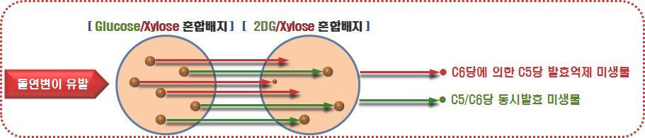수없다. 따라서 2DG를이용하는방법은 CCR 기작을유발하는유전자에돌연변이가발생하 여글루코오스를포함한혼합당을동시에이용할수있는돌연변이를선별하는매우유용한 방법이다.