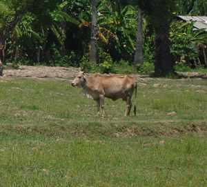 Sihanoukville 2.