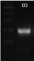 Taq Polymerase 0.125 μl 10X Ex Taq Buffer 2.