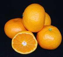 총칭 감귤 柑橘 은 귤 橘 ( ) ( ), 蜜柑 밀감( ), 오렌지 등으로 부르고 있으며, 보통의 감귤은 금감이나 탱자를 제외한 감귤속