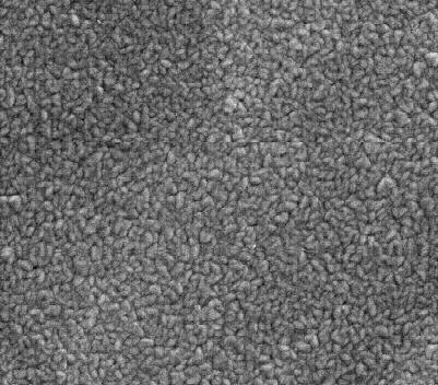 6 ma/cm 2 의도금전류밀도에서형성한박막은다른전류밀도에서제조한박막에비해더 porous 한구조를나타내었으며, 이는높은도금전류밀도에서빠른도금속도에기인한것으로판단된다.