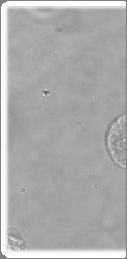 진단용 바이오 표지물질 (1): 발광성 나노입자 특정 세포 및 조직의 표지(labeling)용 및 추적(tracking)용 나노입자 z