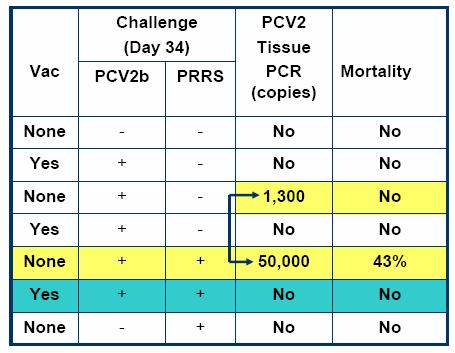 복합감염실험 (+ PRRS) PRRS 가감염된농장에서써컴벤트 PCV2 를접종하지않은그룹에서높은수준의