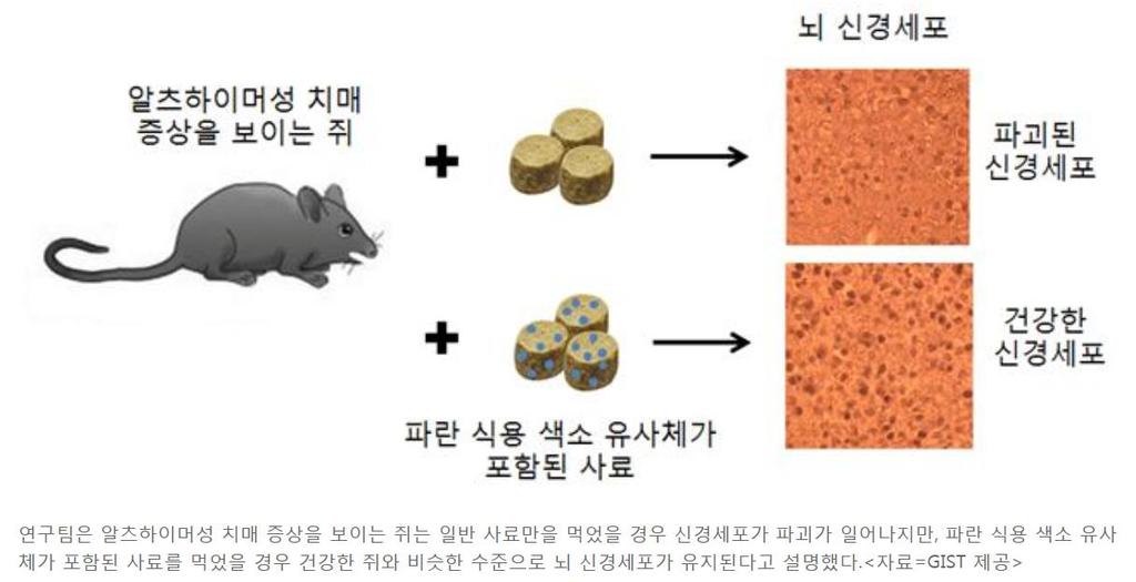 8. 식용색소유사체, 치매뇌신경세포파괴억제출처 : 대덕넷 권인찬 GIST 교수 미연구팀과공동규명 ' 커런트알츠하이머리서치 ' 최신호게재브릴리언트블루유사체 아밀로이드단백질축적감소 사탕이나음료에첨가된파란색식용색소의유사체가알츠하이머성치매로인한뇌신경세포의파괴를억제한다는사실이밝혀졌다 GIST( 광주과학기술원 총장문승현 )