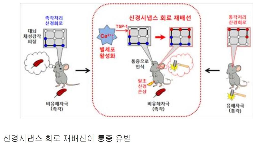 9. 한 일연구팀, 만성통증새로운발병기전규명 ( 계속 ) 또대뇌피질내교세포가 ' 트롬보스폰딘-1' 이라는물질을분비해신경시냅스회로를재배선함으로써신경병증성통증을매개한다는사실도밝혀냈다 쥐실험등을통해신경시냅스회로재배선때문에쥐가비유해자극 ( 촉각 ) 을유해자극 ( 통각 ) 으로인식,