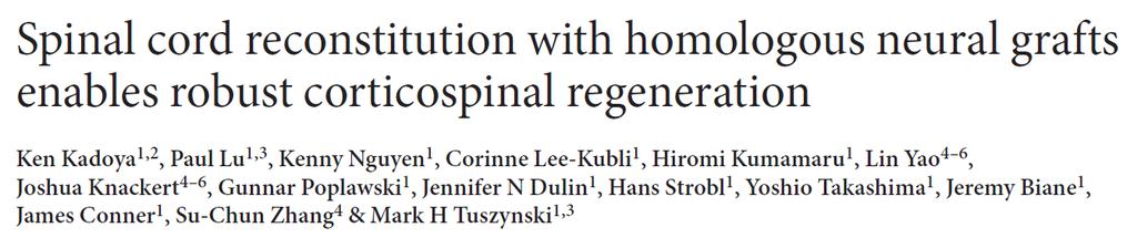 2. 신경이식을통한피질척수신경재생 Nature Medicine published online 28 March 2016 피질척수로 (corticospinal tract, CST) 는인간에게서가장중요한운동신경계이지만, 척수손상 (spinal cord injury, SCI) 후에는재생되지않음.