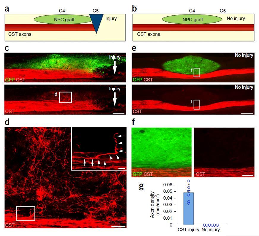 2. 신경이식을통한피질척수신경재생 Corticospinal regeneration requires an injury signal and contact with neural grafts.