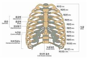 장해의분류지급률 (%) 1) 어깨뼈 ( 견갑골 ) 나골반뼈 ( 장골, 제 2 천추이하의천골, 미골, 좌골포함 ) 에뚜렷한기형을남긴때 2) 빗장뼈 ( 쇄골 ), 가슴뼈 ( 흉골 ), 갈비뼈 ( 늑골 ) 에뚜렷한기형을남긴때 15 10 나.