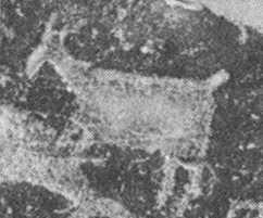 동삼동패총사슴무늬토기는동삼동패총중기의태선침선문토기가주체를이루는 5-1 층에서출토되었으며, 5-1 층의절대연대측정자료와토기의형식적특징으로보아신석기중기 24) (5000 년 BP 25) 전후 ), 즉 BC 3000 년무렵으로로추정되고있다.