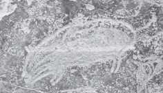 이창녕비봉리패총멧돼지무늬토기는신석기조기 (7000 년 BP 전후 ), 즉 BC 5,000 년무렵으로추정되고있다. 동삼동패총사슴상보다 2 천년이나앞서만들어졌지만양식의차이는크지않다.