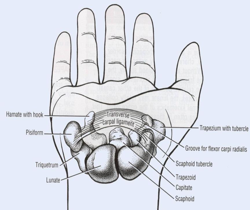 8. 손목굴증후근 (Carpal tunnel syndrome) 1) 원인 1 몸쪽부는손배뼈와콩알뼈, 먼쪽부는갈고리뼈의후크와큰마름뼈에경계 2 손목굴에는정중신경,