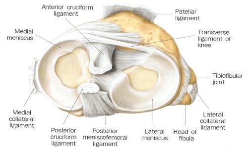 2. 반달연골의손상 (Meniscus Cartilage Injury) 1) 개요 1 넙다리뼈와정강뼈의관절면사이에위치 2