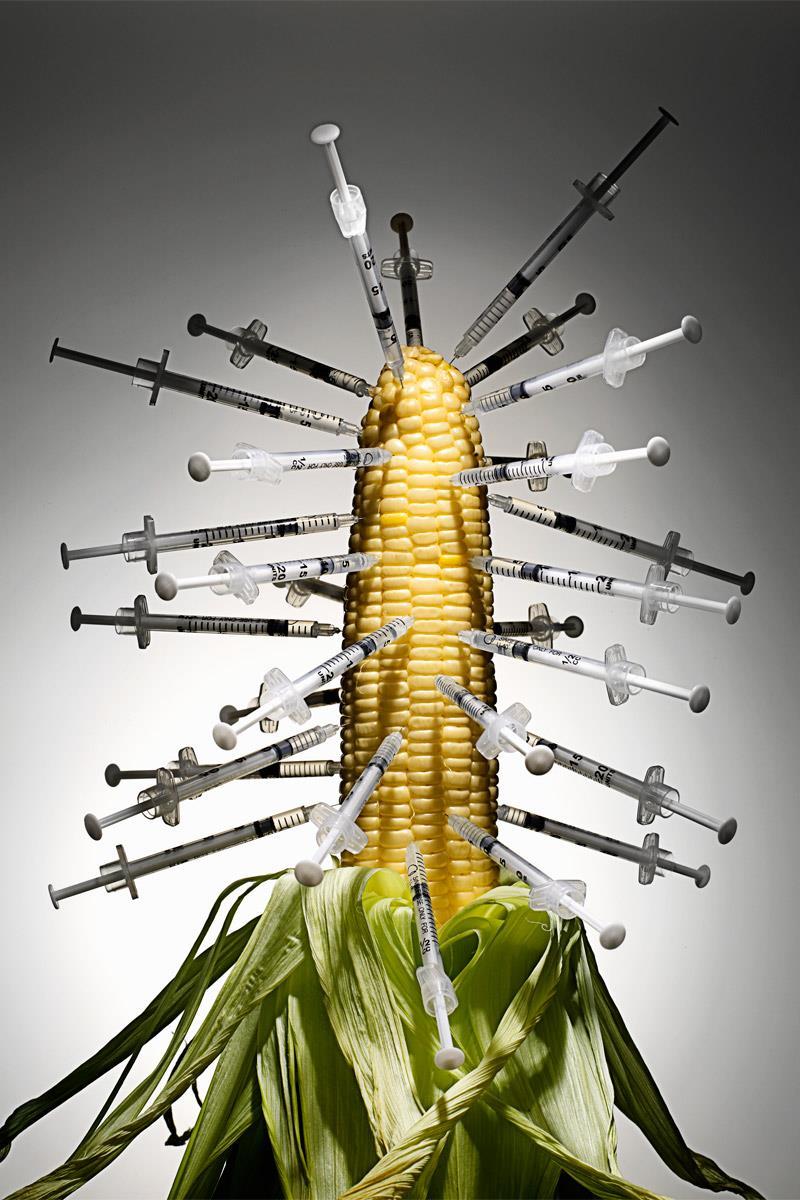 GMO 넘나민감한것 유전자변형농수산물 (GMO, Genetically Modified Organism)