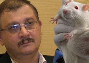 GMO 넘나민감한것 세랄리니 (Gilles-Eric Seralini) 실험용쥐의전생애 (2 년 ) 걸친유일한연구