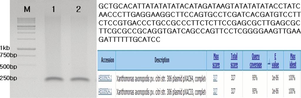 Research in Plant Disease Vol. 20 No. 2 103. 4 MRL408-3, TRH423-3, TRH415-2, THJ609-3 3.010 7 cfu/ml 0.01% Tween 20. streptomycin 1 g/l. 3 3.010 7 cfu/ ml. 28 o C dew chamber 24 281 o C 14. 3, 14.