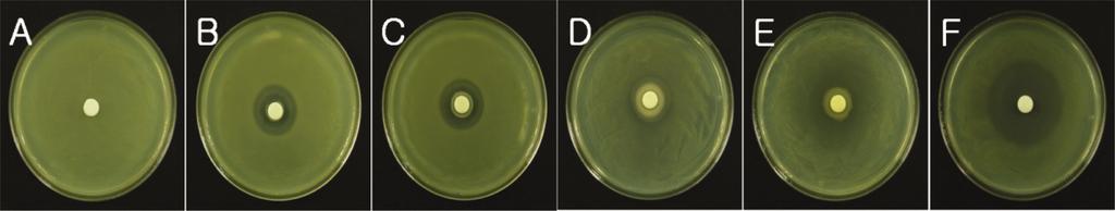 104 Research in Plant Disease Vol. 20 No. 2 Fig. 2. Growth inhibition of Xanthomonas criti subsp. citri by the selected bacterial 4 isolates on TSA medium.