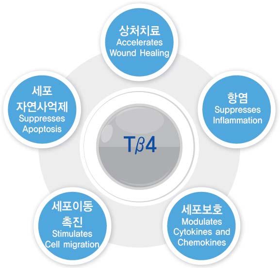 2. Pipeline Acquisition & Tβ4 회사개요 Thymosin Beta 4 (Tβ4) 효능 미국소재의바이오제약회사 (OTC QB 상장회사 ) Thymosin Beta 4 (Tβ4) 주1) 를이용하여의약품개발중 1) Corneal healing ( 각막손상치료 ) : 점안제 (Eye Drop) 2) Epidermolysis Bullosa (