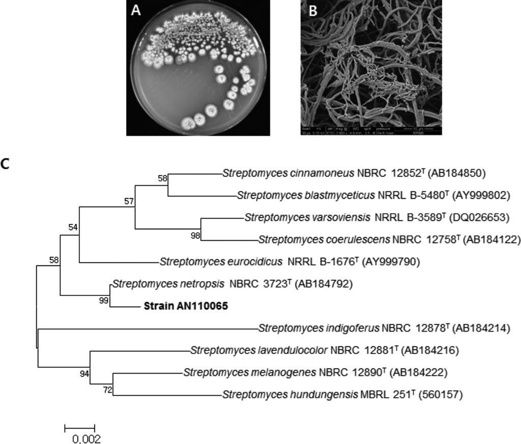 Research in Plant Disease Vol. 21 No. 2 ANOVA 분석하였으며, Duncan s multiple range test(p = 0.05) 를 이용하여 유의성 검정을 수행하였다. 결 과 스크리닝을 통해 선발된 방선균의 살선충 활성. 2,700개 Fig. 1.