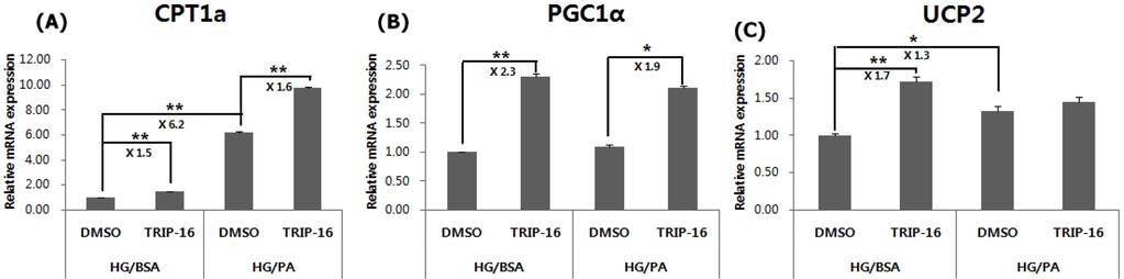 332 박선미 정대연 구진모 황윤정 최성이 강엽 정귀완 Fig. 4 TRIP-16 reduced ROS level in HG/PA-treated INS-1 cells.