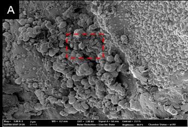 Research Activity 미생물매개탄산칼슘침전을활용한중금속오염토양유실방지및위해도저감기술개발 정현용 연구배경 기대효과 토양의중금속오염은휴 폐광산,