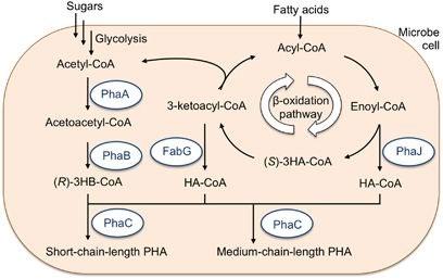 Reverse-ββ-oxidation 과정을통한중간사슬길이유기산생산및이를원료로한중간사슬길이 Polyhydroxyalkanoate(PHA) 의생산김병철 연구배경 Polyhydroxyalkanoate(PHA) 는미생물세포내탄소및에너 지저장소로합성되는고분자로대표적인생분해성바이오 플라스틱이다.