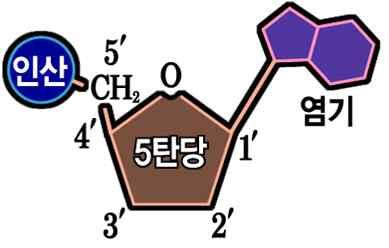 17 강 v DNA 디옥시리보핵산 (deoxyribonucleic acid) 의약자로, 개체의유전형질에대한정보를저장하고다음세대로전달하는유전물질이다. DNA 가유전물질이라는증거 유전물질의특징 1.