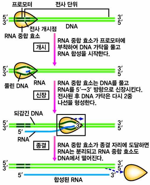 전사과정 개시 : 프로모터에 RNA 중합효소결합 신장 : 새로운 RNA 뉴클레오타이드첨가 종결 : RNA 중합효소와 DNA 의분리 1 개시 : DNA 의프로모터에 RNA 중합효소가결합하여염기사이의수소결합을끊어 DNA 의