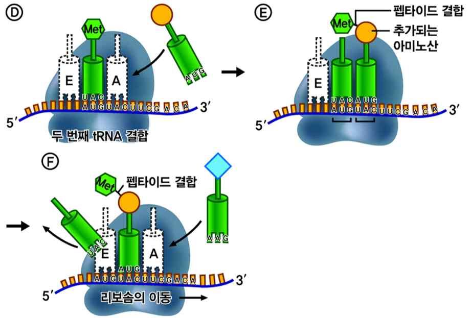 이때개시 trna 는 리보솜대단위체의 P 자리에위치 2 신장 D 두번째 trna 결합 : 두번째 trna 가아미노산과결합한채리보솜의 A 자 리로들어와 trna 의안티코돈이 mrna 의코돈과수소결합에의해결합 E 펩타이드결합 형성 : P 자리에있 던 메싸이오닌이 trna 와분리되어 A 자리로들어온 아미노산과펩타이 드결합형성 F 리보솜이동 : 리보솜이 mrna