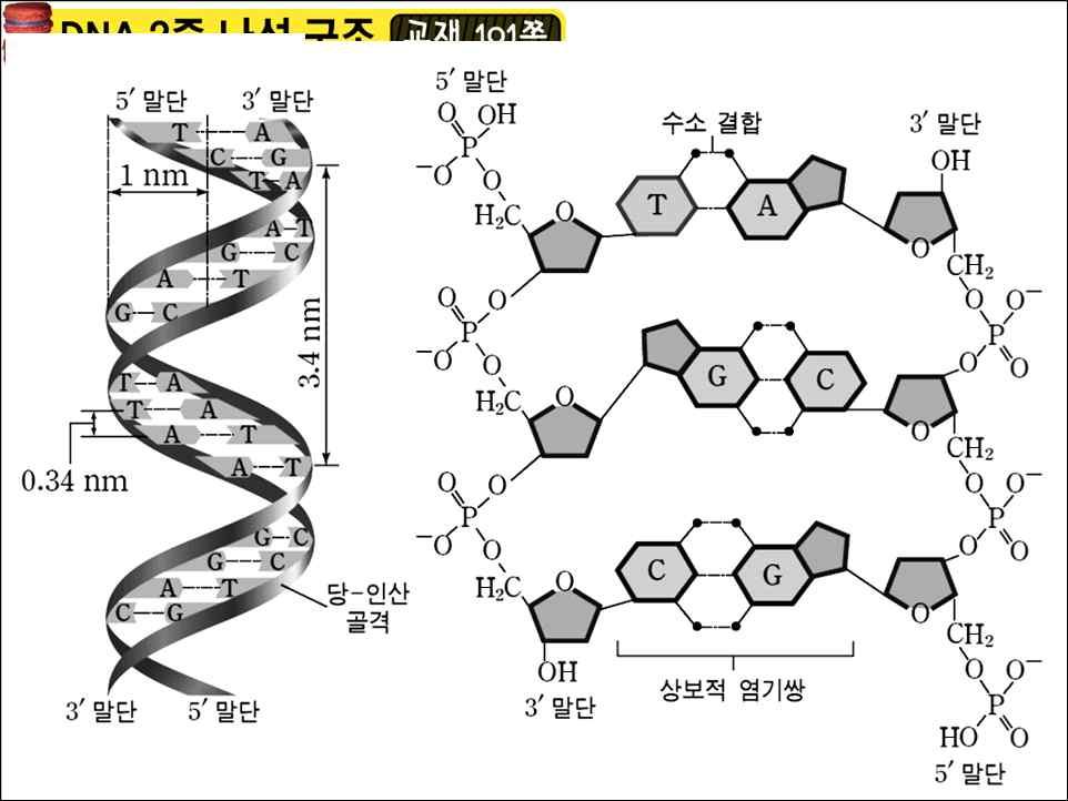 18 강 DNA 의 2 중나선구조와 DNA 복제 v 샤가프의법칙왓슨과크릭에의해 DNA의 2중나선구조가규명될때상보적염기쌍의중요한단서가되었다. DNA 의 2 중나선구조 폴리뉴클레오타이드 2가닥이 2중나선구조를형성하고있는 DNA 의구조에대해알아봅시다. 1.