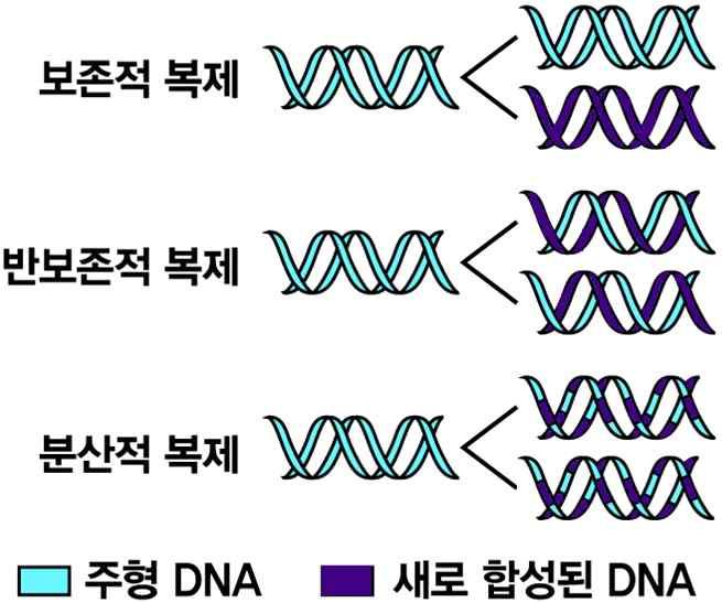 www. ebsi.co.kr [2017 수능개념 ] 4. DNA 와 RNA 의비교 핵산 5 탄당염기분자구조기능있는곳 DNA 디옥시리보스 A, G, C, T 2중나선유전자의본체핵, 미토콘드리아, 엽록체 RNA 리보스 A, G, C, U 단일가닥 DNA 의복제 1.