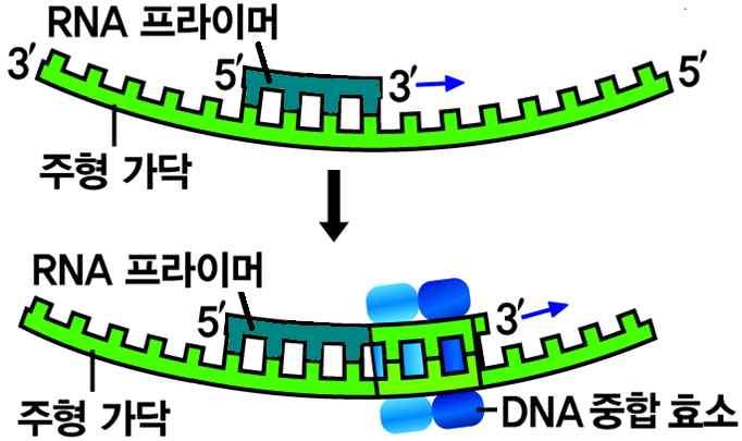 18. DNA 의 2 중나선구조와 DNA 의복제 v DNA 복제에필요한 효소 효소 특징 DNA DNA 2중풀림나선을효소 ( 헬풀어주는효소리케이스 ) 프라이메이스 DNA 중합효소 DNA 연결효소 프라이머를합성하는효소 DNA 가닥의한쪽끝에서뉴클레오타이드를한개씩연결시켜가는효소 DNA 조각의뉴클레오타이드와뉴클레오타이드를연결하는효소 v RNA 프라이머 DNA