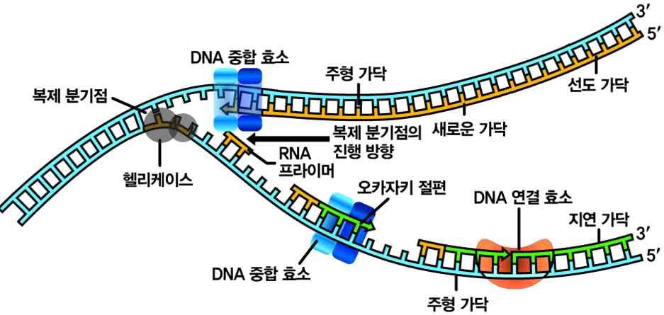 DNA의반보존적복제과정 2중나선의풀림프라이머합성새로운가닥의합성 1 2중나선의풀림 : 복제가시작되는지점 ( 복제원점 ) 에서효소 ( 헬리케이스 ) 의작용으로 2중나선이두가닥으로풀어짐 2 프라이머합성 : 효소의작용으로 RNA 프라이머합성 프라이머 : 새로첨가되는뉴클레오타이드가 DNA 중합효소의작용으로당 - 인산결합을형성할수있도록 3 말단의 - OH기를제공 3