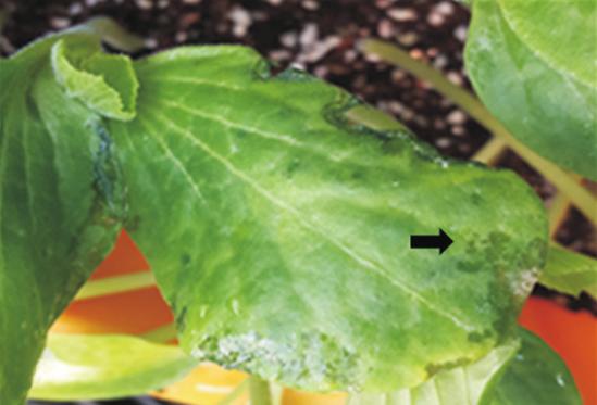 160 Research in Plant Disease Vol. 22 No. 3 한감자를화염멸균한칼로 0.5 cm 두께로썰어절편을준비하였다. King s B 배지에 24시간배양한병원균을백금이로떠서감자의절단면에접종하고, 28 o C에서 24 48시간동안에접종한감자에서무름이발생하는지관찰하였다.